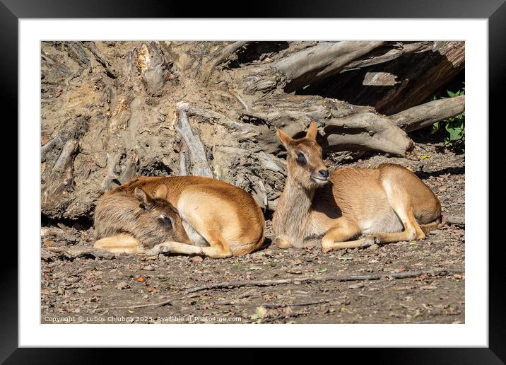 Group of Nile lechwe or Mrs Gray's lechwe (Kobus megaceros) is an endangered species of antelope found in swamps and grasslands in South Sudan and Ethiopia. Framed Mounted Print by Lubos Chlubny