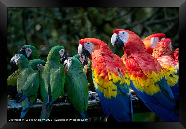Group of Ara parrots, Red parrot Scarlet Macaw, Ara macao and military macaw (ara militaris) Framed Print by Lubos Chlubny