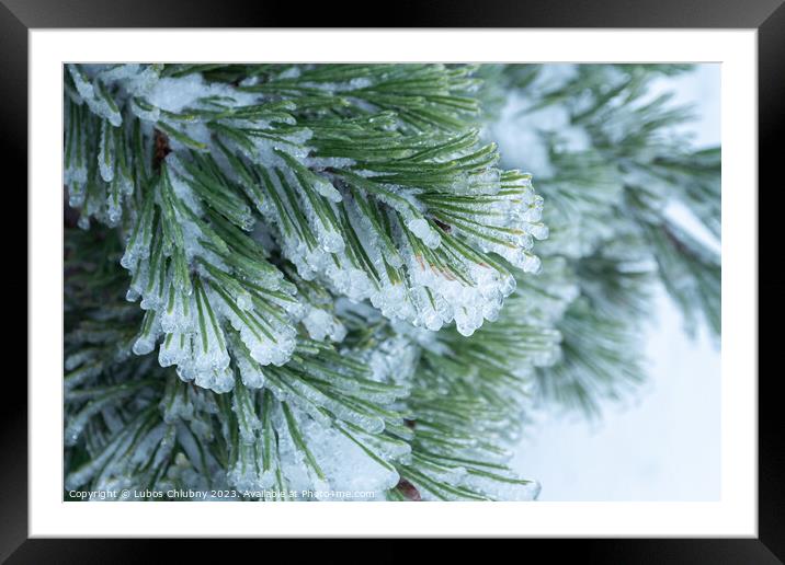 Green pine needles covered with ice Framed Mounted Print by Lubos Chlubny