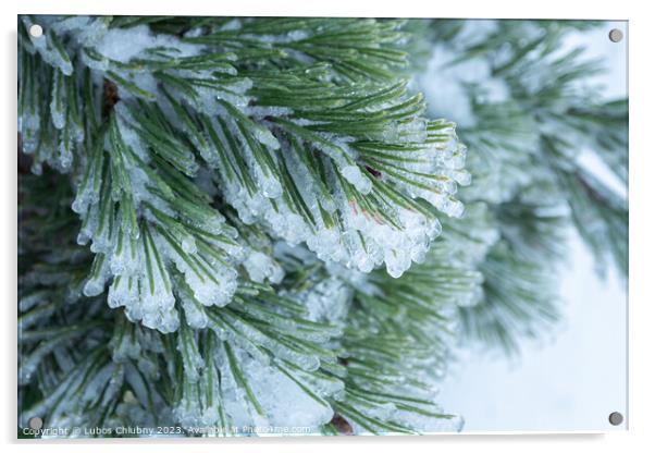 Green pine needles covered with ice Acrylic by Lubos Chlubny