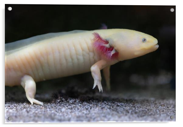 Axolotl Paedomorphic Salamander Acrylic by Artur Bogacki