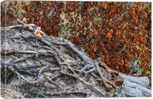 Autumn Leaves And Dry Tree Roots Canvas Print by Artur Bogacki