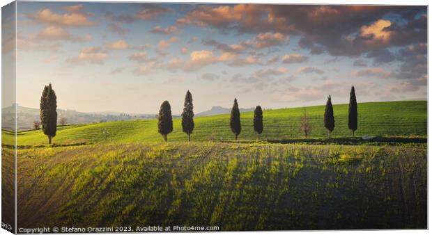 Cypress trees along a hillside in the Pisan hills. Tuscany Canvas Print by Stefano Orazzini