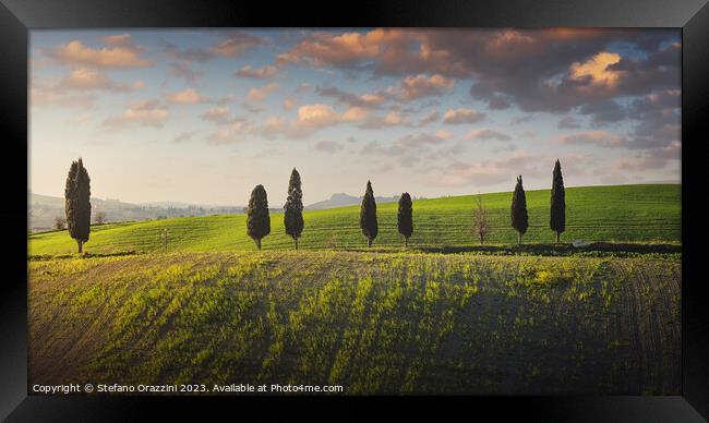 Cypress trees along a hillside in the Pisan hills. Tuscany Framed Print by Stefano Orazzini