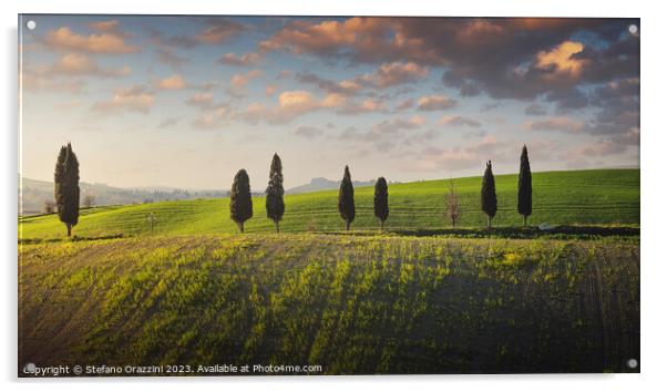 Cypress trees along a hillside in the Pisan hills. Tuscany Acrylic by Stefano Orazzini