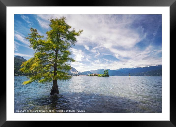 A tree in the water and Isola dei Pescatori in the background. L Framed Mounted Print by Stefano Orazzini