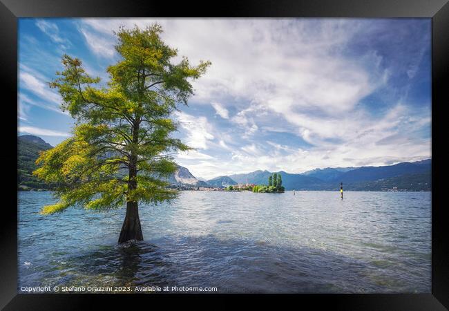 A tree in the water and Isola dei Pescatori in the background. L Framed Print by Stefano Orazzini