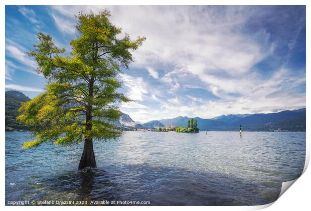 A tree in the water and Isola dei Pescatori in the background. L Print by Stefano Orazzini