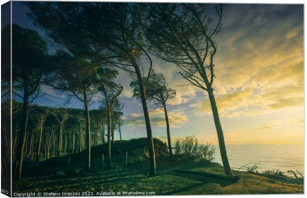 Pine trees, beach and sea. Marina di Cecina, Tuscany Canvas Print by Stefano Orazzini
