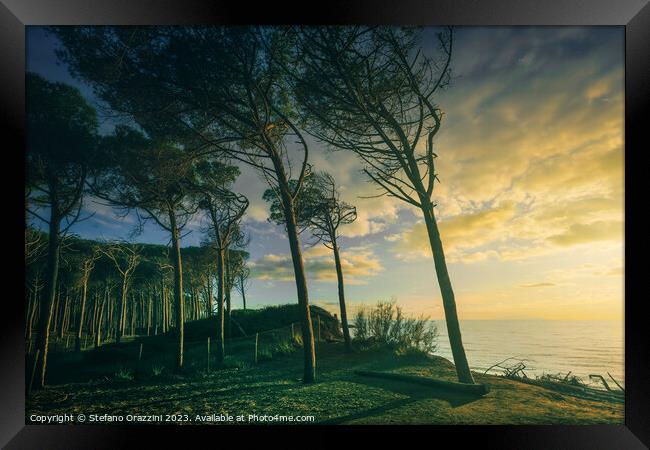 Pine trees, beach and sea. Marina di Cecina, Tuscany Framed Print by Stefano Orazzini