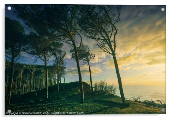 Pine trees, beach and sea. Marina di Cecina, Tuscany Acrylic by Stefano Orazzini