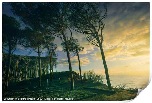 Pine trees, beach and sea. Marina di Cecina, Tuscany Print by Stefano Orazzini