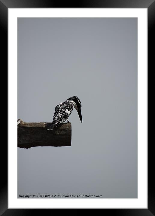 Kingfisher on the lookout Framed Mounted Print by Nick Fulford