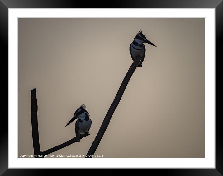 Birdwatching in The Gambia , Africa Framed Mounted Print by Gail Johnson