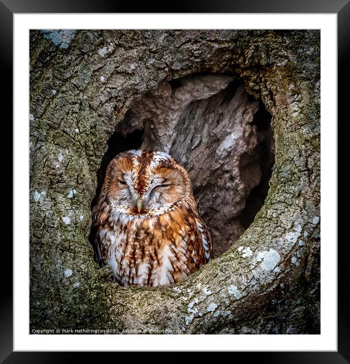 Tawny Owl Framed Mounted Print by Mark Hetherington