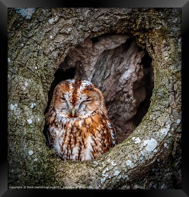 Tawny Owl Framed Print by Mark Hetherington