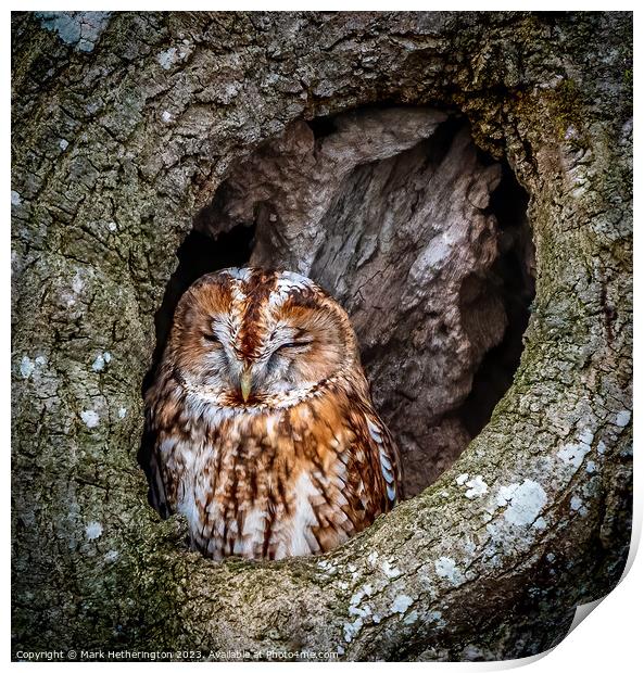 Tawny Owl Print by Mark Hetherington