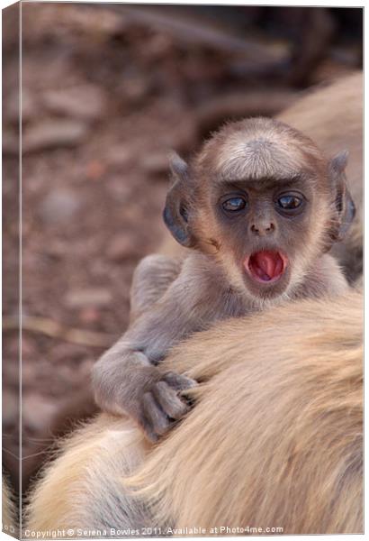 Baby Langur Monkey Ranthambore Fort, India Canvas Print by Serena Bowles