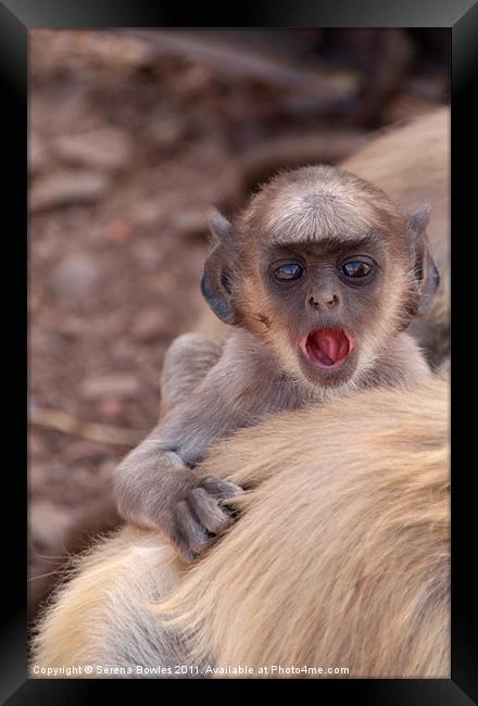 Baby Langur Monkey Ranthambore Fort, India Framed Print by Serena Bowles