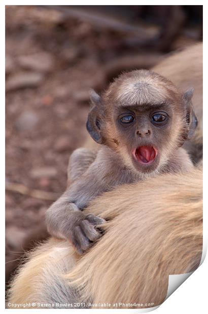 Baby Langur Monkey Ranthambore Fort, India Print by Serena Bowles