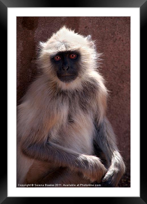 Langur Monkey at Ranthambore Fort Framed Mounted Print by Serena Bowles