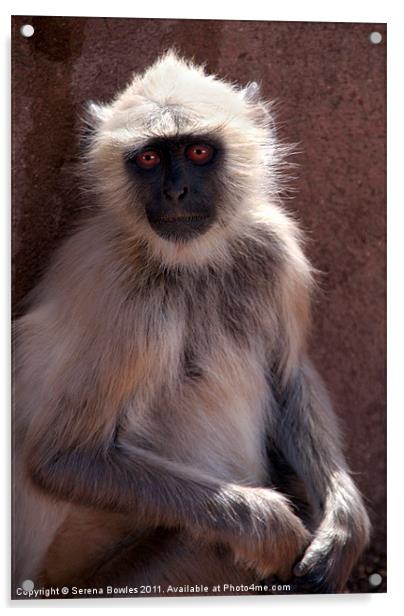 Langur Monkey at Ranthambore Fort Acrylic by Serena Bowles