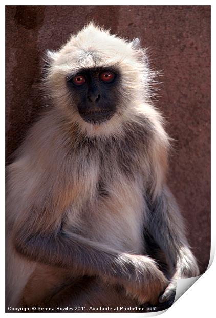 Langur Monkey at Ranthambore Fort Print by Serena Bowles