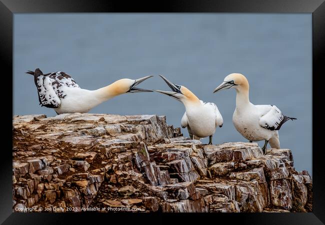 The disagreement Framed Print by Joe Dailly