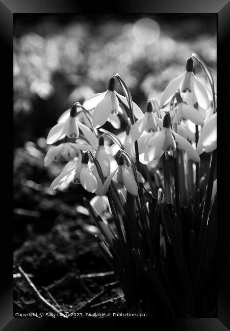 Sunlit Snowdrops in black and white Framed Print by Sally Lloyd
