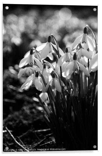 Sunlit Snowdrops in black and white Acrylic by Sally Lloyd