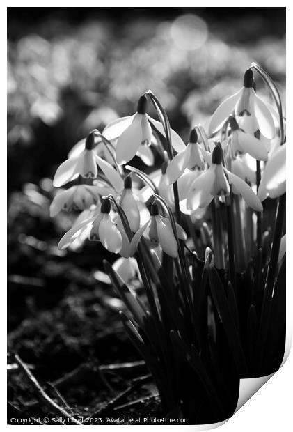 Sunlit Snowdrops in black and white Print by Sally Lloyd