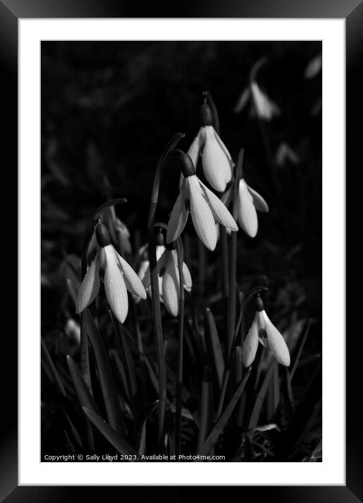 Snowdrops in mono Framed Mounted Print by Sally Lloyd