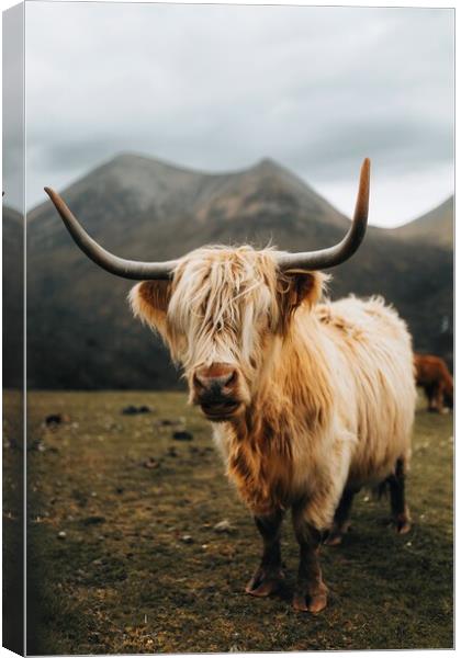 Highland Cow on the Isle of Skye Canvas Print by Jay Huxtable