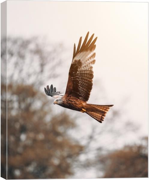 Red Kite Canvas Print by Jay Huxtable