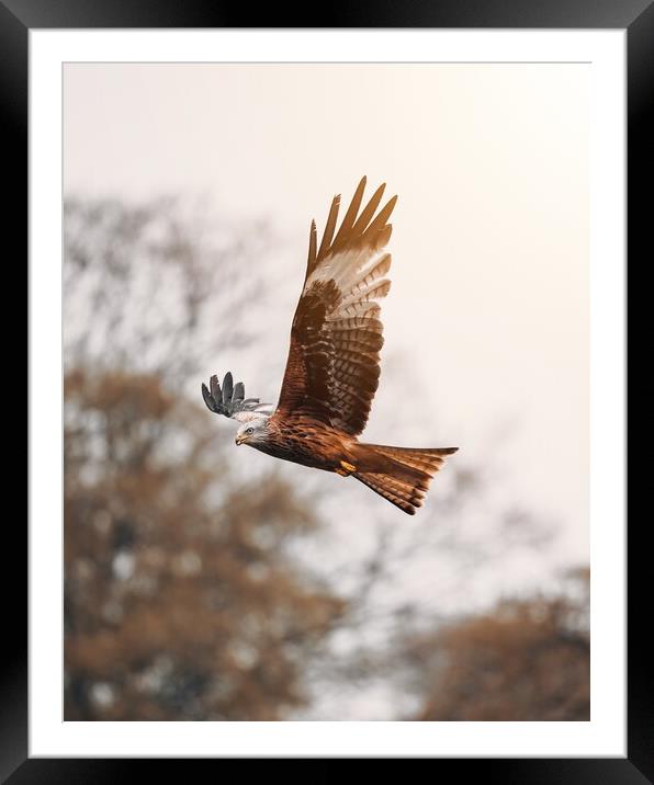 Red Kite Framed Mounted Print by Jay Huxtable