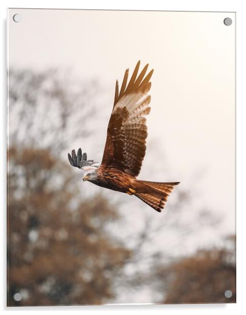 Red Kite Acrylic by Jay Huxtable