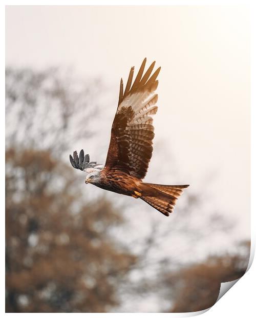 Red Kite Print by Jay Huxtable