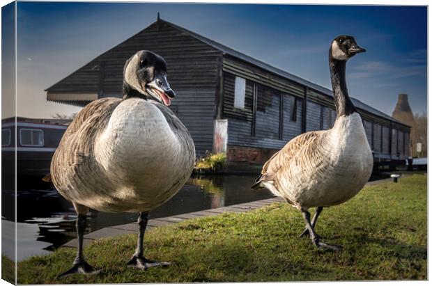 Canalside Geese  Canvas Print by Steve Taylor