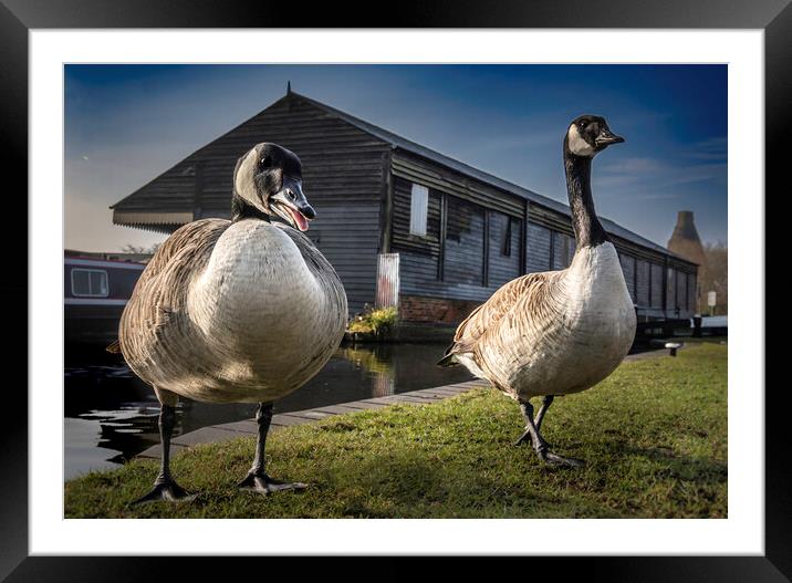 Canalside Geese  Framed Mounted Print by Steve Taylor