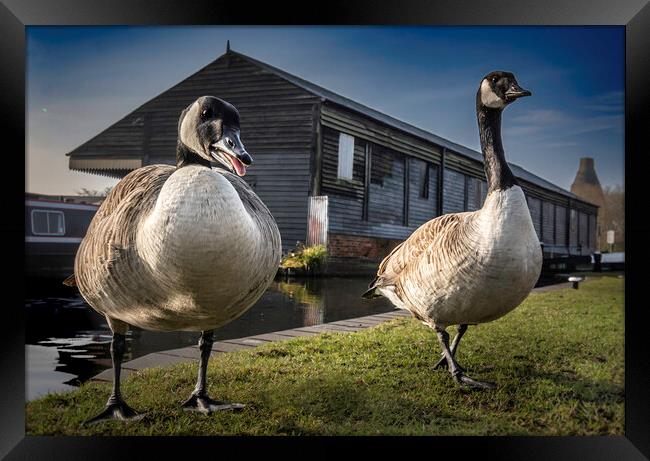 Canalside Geese  Framed Print by Steve Taylor