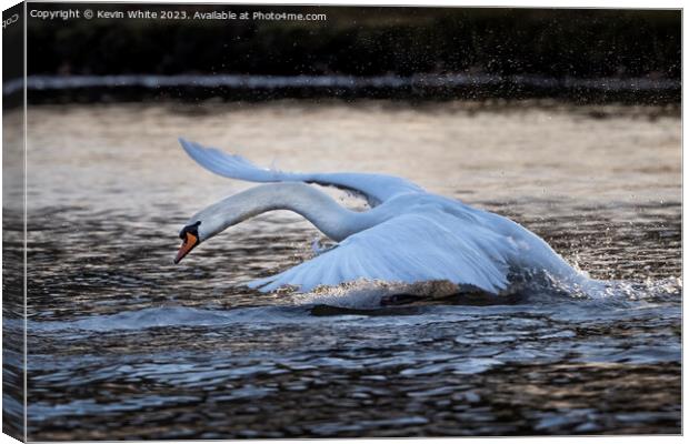 Swan skimming and splashing across the lake Canvas Print by Kevin White