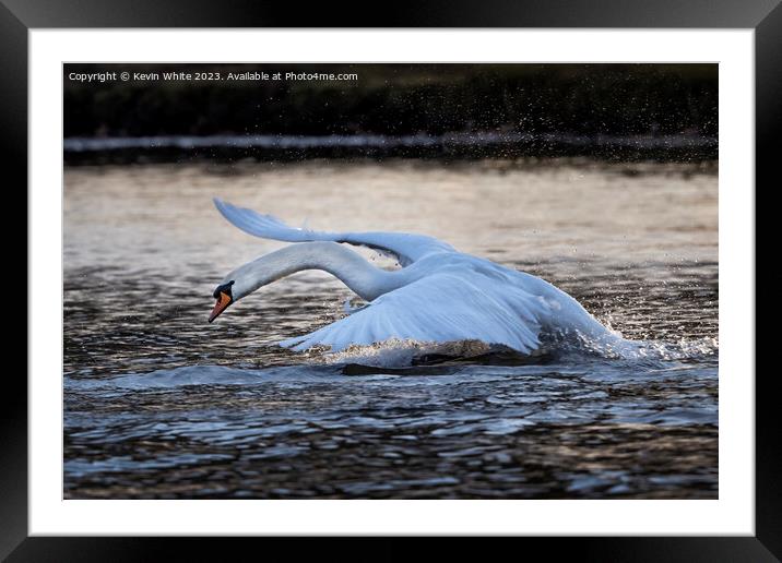 Swan skimming and splashing across the lake Framed Mounted Print by Kevin White