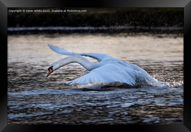 Swan skimming and splashing across the lake Framed Print by Kevin White