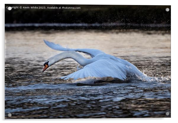 Swan skimming and splashing across the lake Acrylic by Kevin White