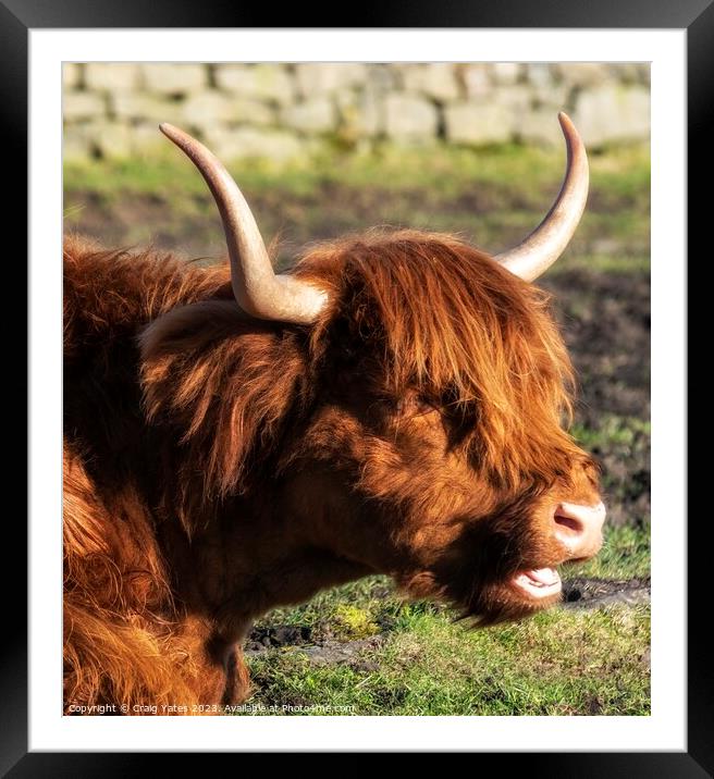  Highland Cow. Framed Mounted Print by Craig Yates
