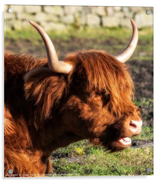 Highland Cow. Acrylic by Craig Yates