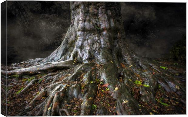 An ancient tree trunk Canvas Print by Leighton Collins