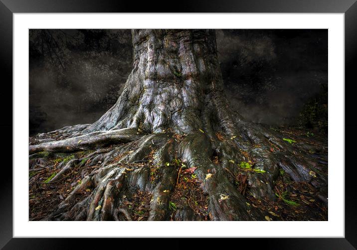 An ancient tree trunk Framed Mounted Print by Leighton Collins