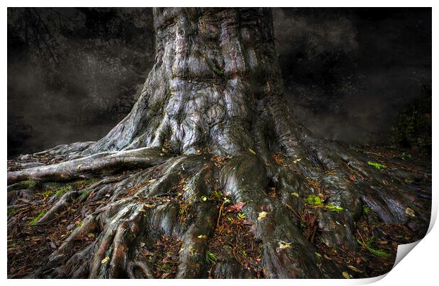 An ancient tree trunk Print by Leighton Collins
