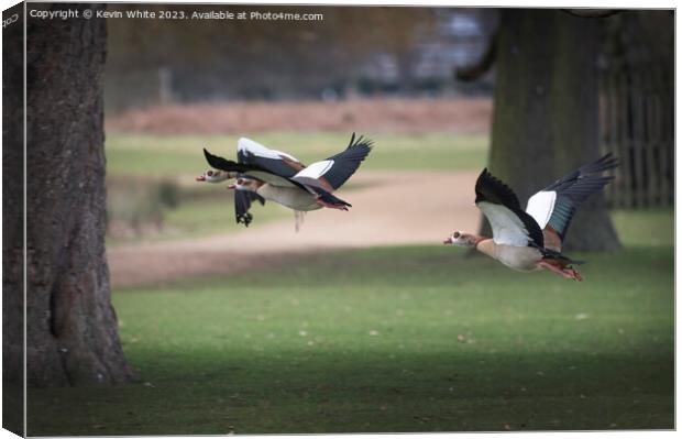 Flying through the park Canvas Print by Kevin White